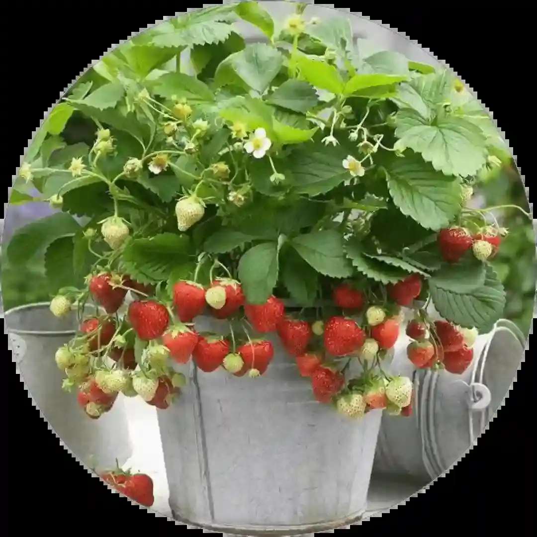 Fruit Plants.png